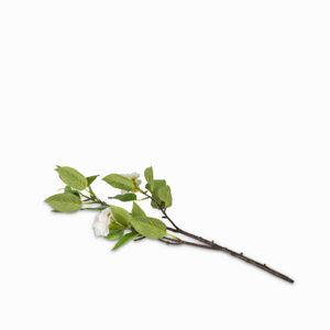 Flor de cerezo blanca