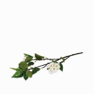 Flor de cerezo blanca