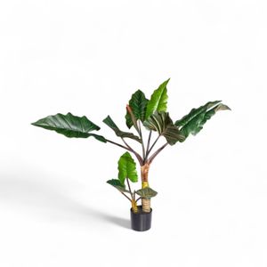 Alocasia 120cm