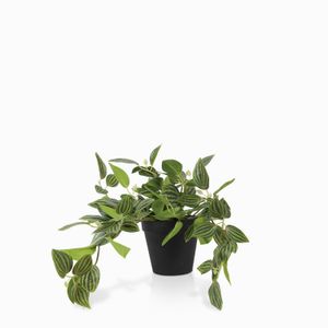 Planta Cantia Cebrina